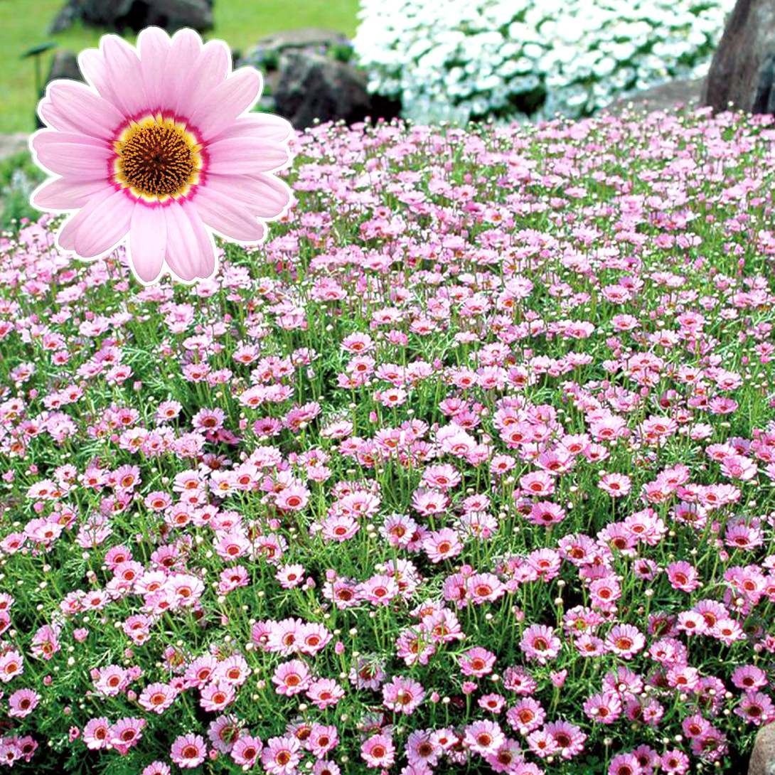 花苗 マーガレット マックスマムＲピンク 2株