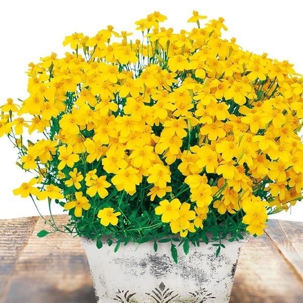 花苗 宿根マリーゴールド ゴールドメダルPVP 3株