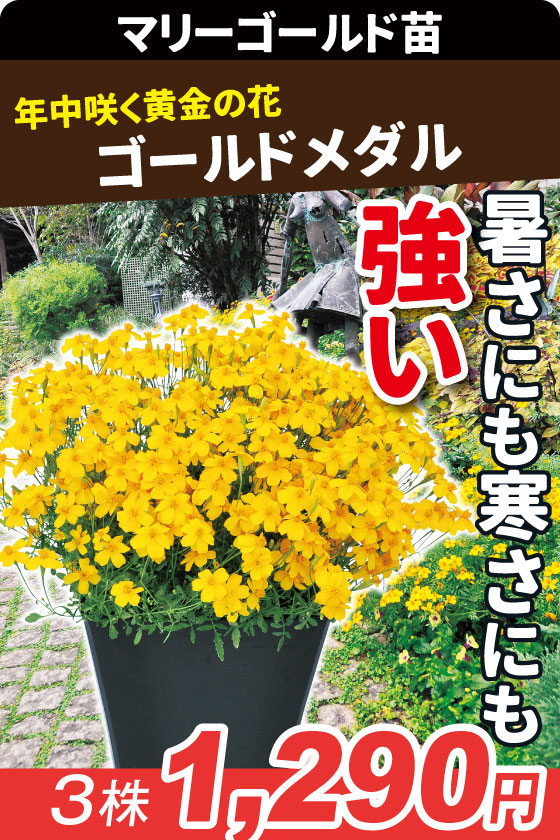 花苗 宿根マリーゴールド ゴールドメダル