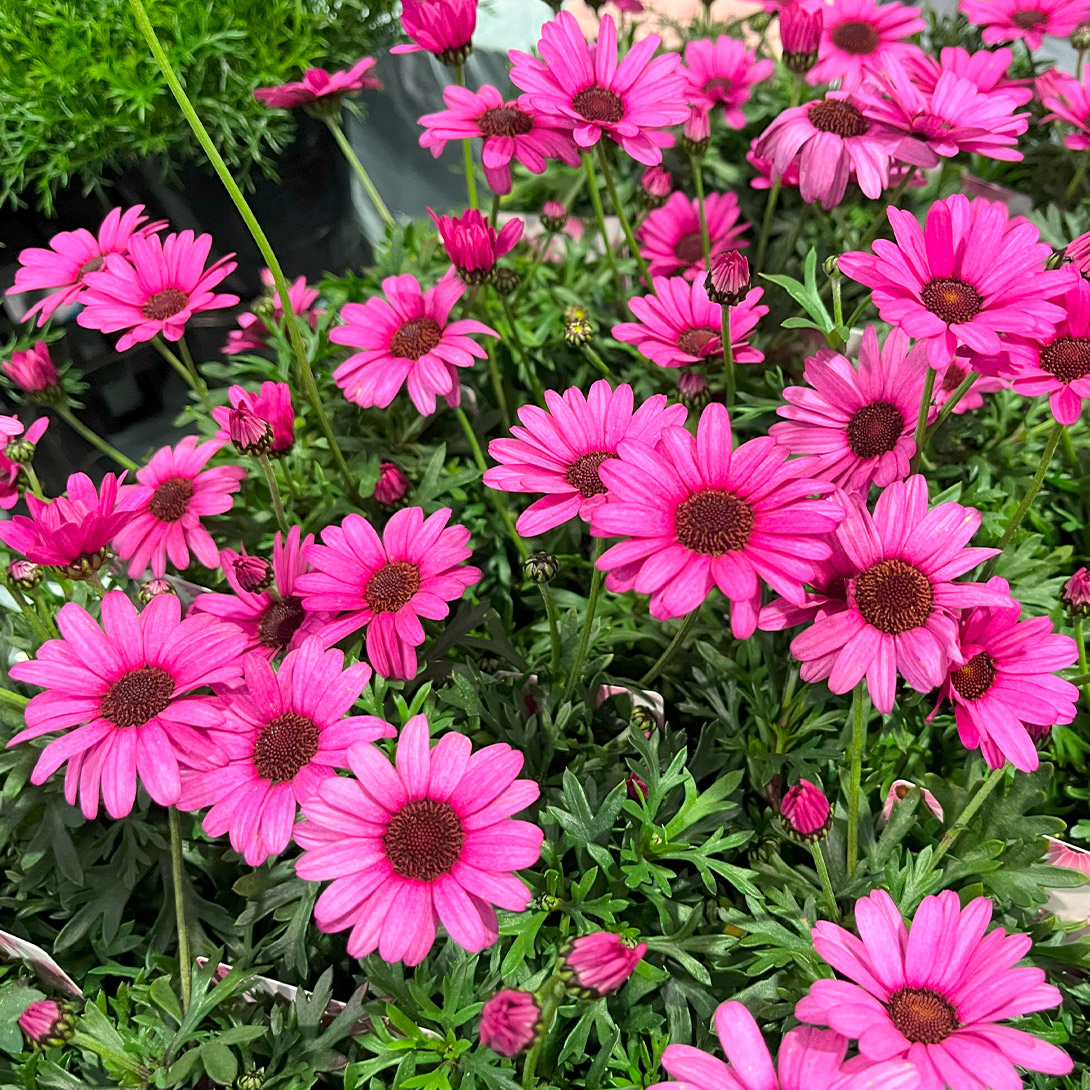 花苗 ビジューマム ローズクオーツ PVP 2株