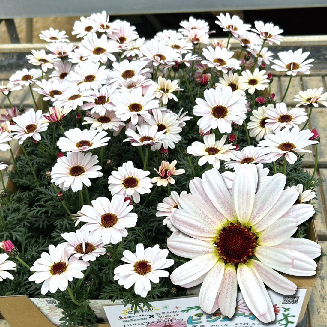 花苗 ビジューマム ミルキートパーズ 品種登録出願中 2株