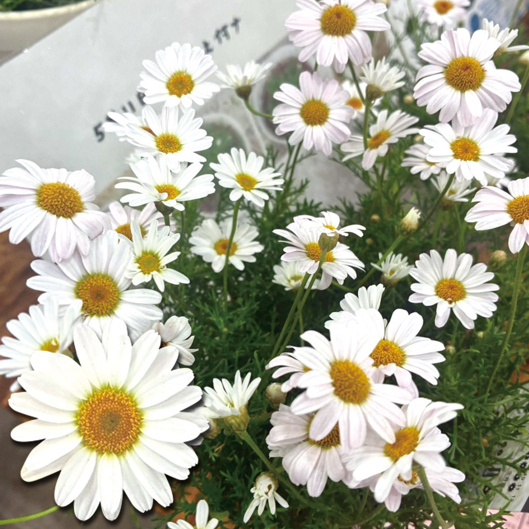 花苗 ニューサマーデージー ステラPVP 2株