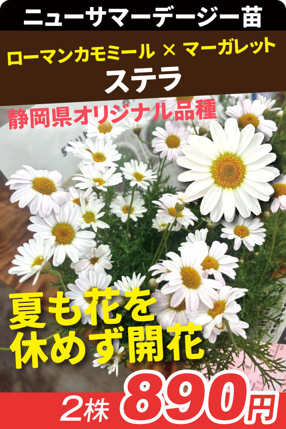 花苗 ニューサマーデージー ステラ