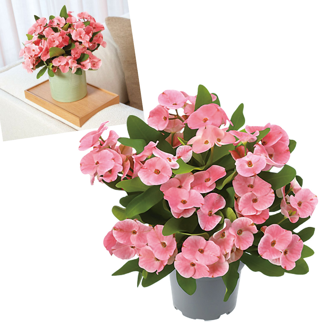 花苗 ハナキリン ティアラ シャルロッテ 1株