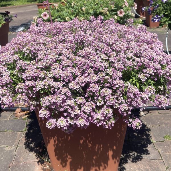 花苗 ドームアリッサム ローズストリーム 3株