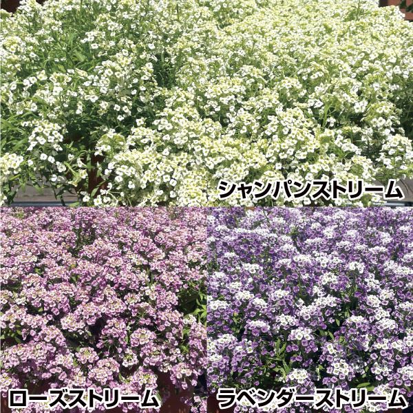 花苗 アリッサム ストリームセット 3種3株