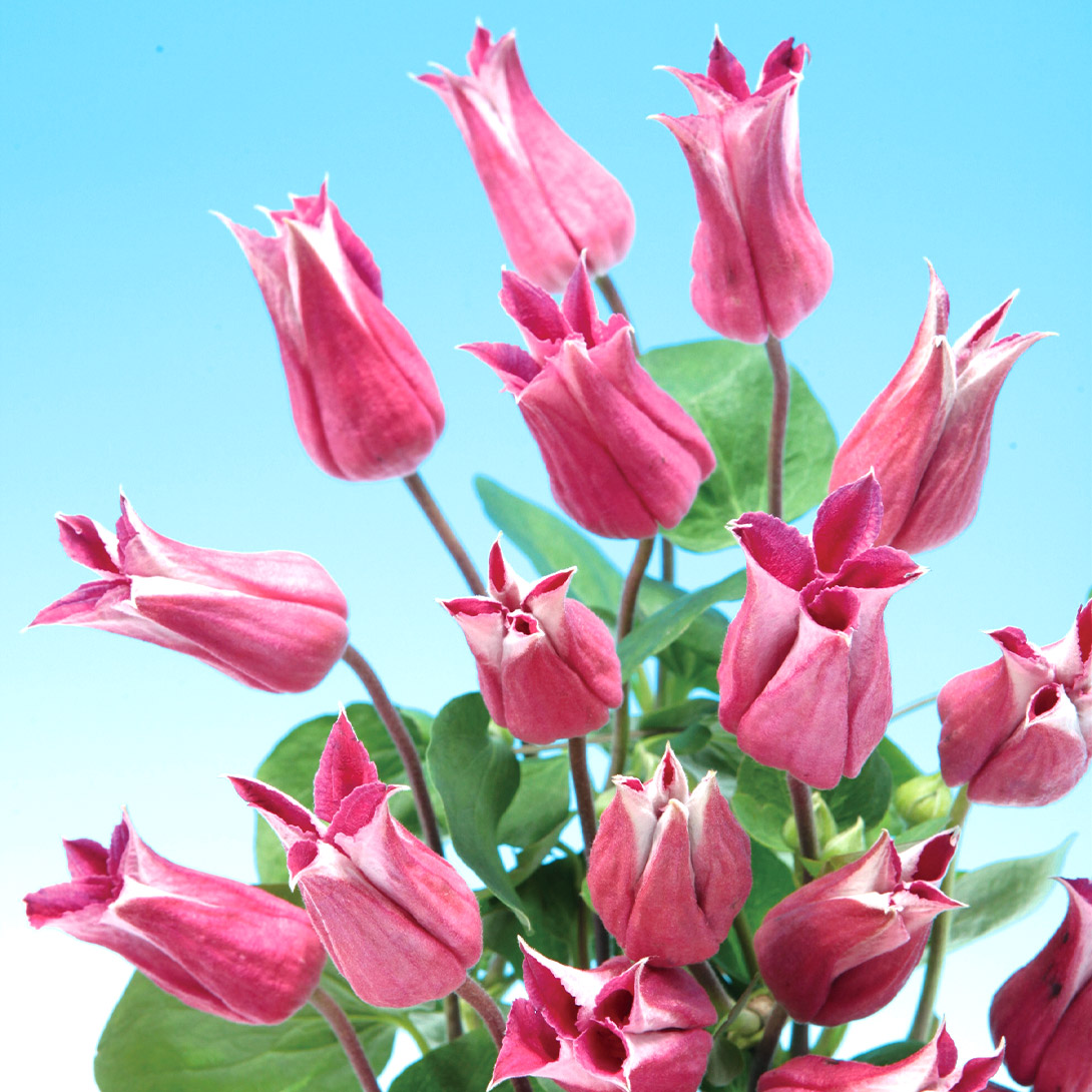 花苗 クレマチス ハッピーダイアナ 1株