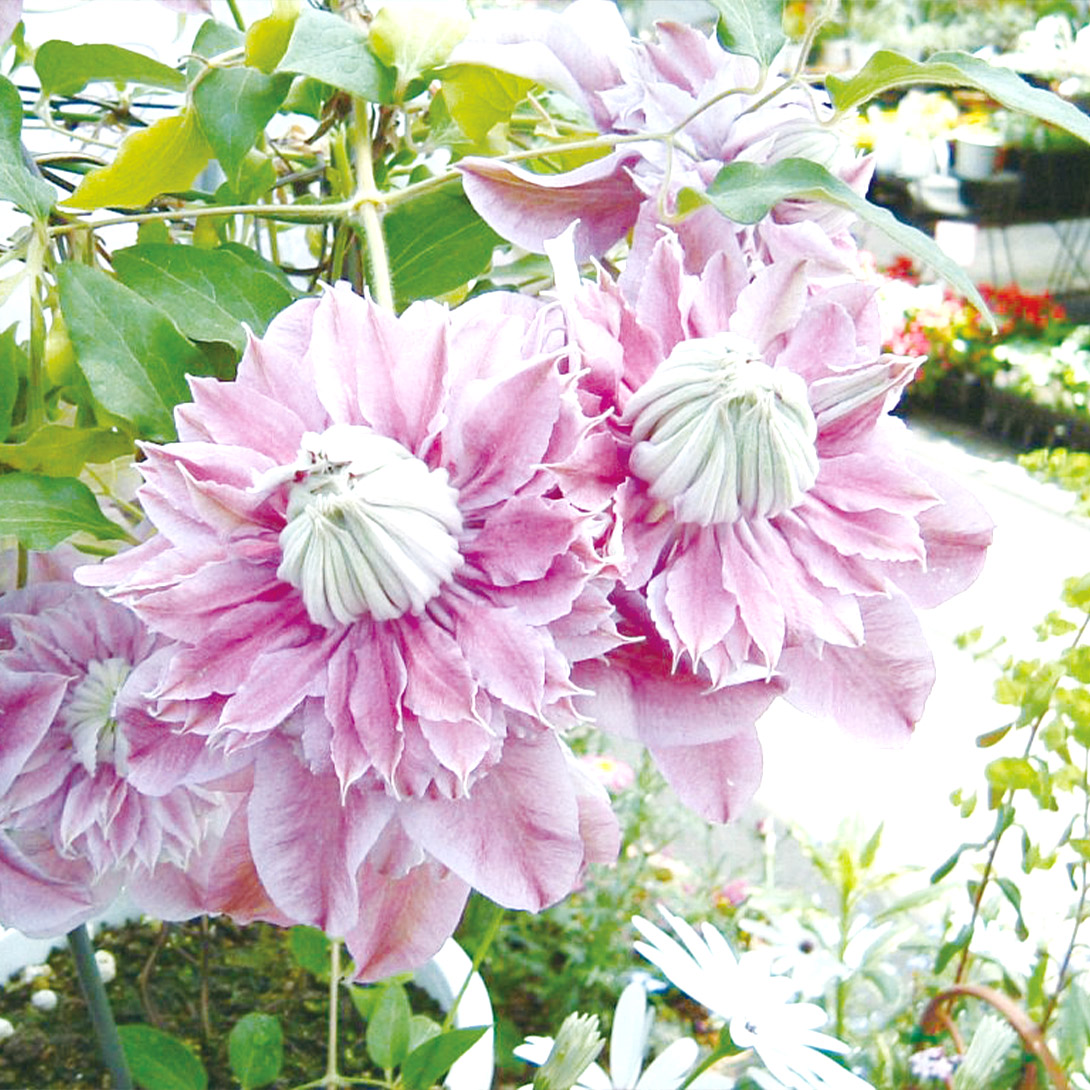 花苗 クレマチス ジョセフィーヌ 1株