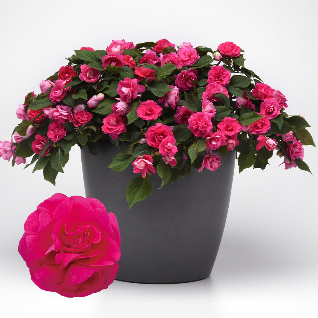 花苗 ダブルインパチェンス フィエスタR ホットピンク 2株