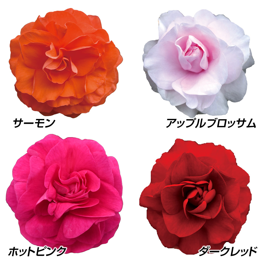 花苗 ダブルインパチェンス フィエスタRセット 4種4株