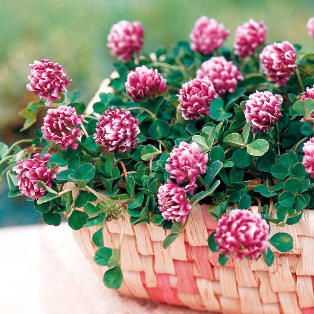 花苗 クローバー カトレアクローバー 2株