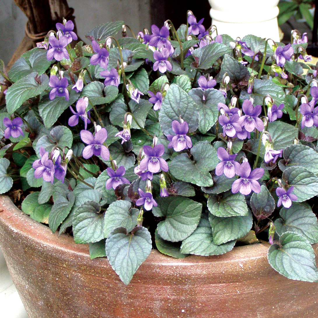 花苗 宿根すみれ 紫式部 3株