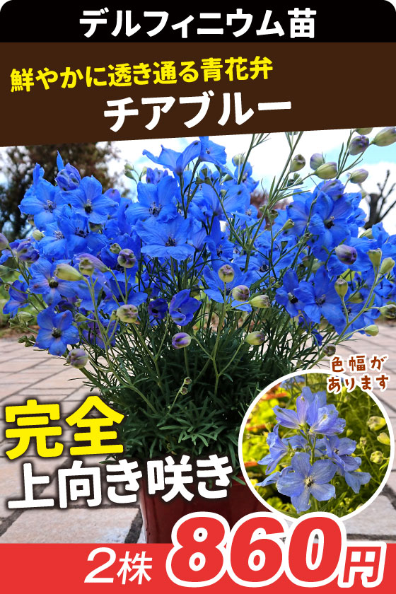 花苗 デルフィニウム チアブルー