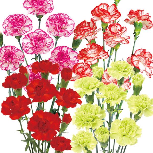 花苗 スプレーカーネーションミックス(品種見計らい・名称付き) 4株
