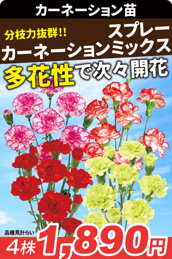 花苗 スプレーカーネーションミックス