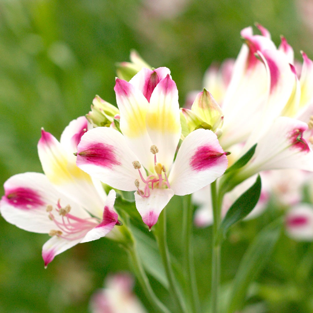 花苗 アルストロメリア ミニスマート 1株