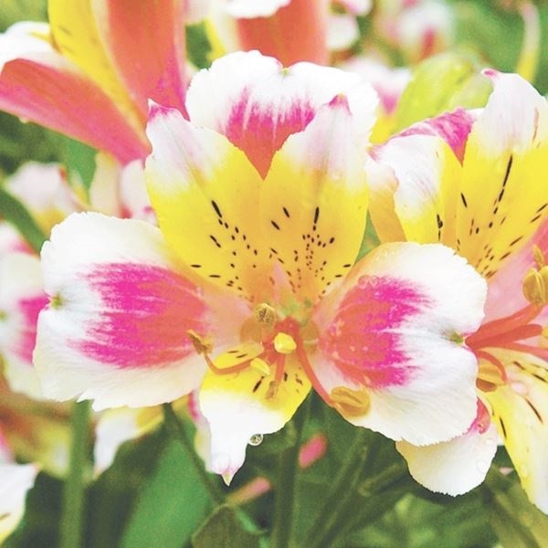 花苗 アルストロメリア きほのか 2株