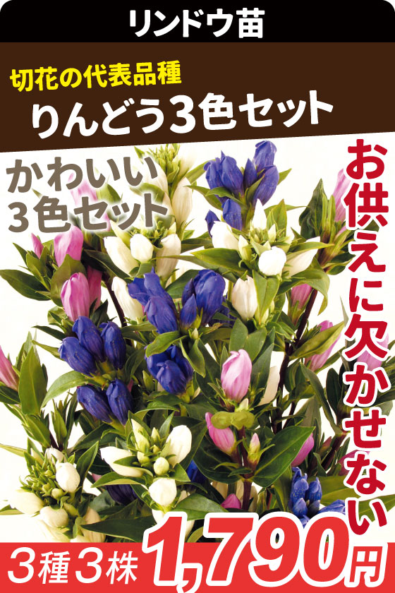花苗 リンドウ３色セット