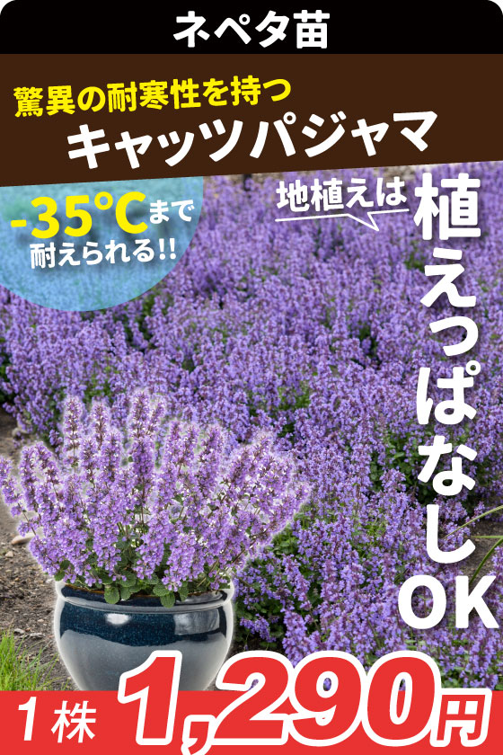 花苗 ネペタ キャッツパジャマ