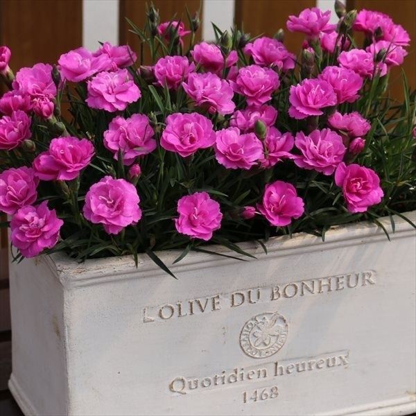 花苗 四季咲きナデシコ スウィートティアラ 品種登録出願予定 2株