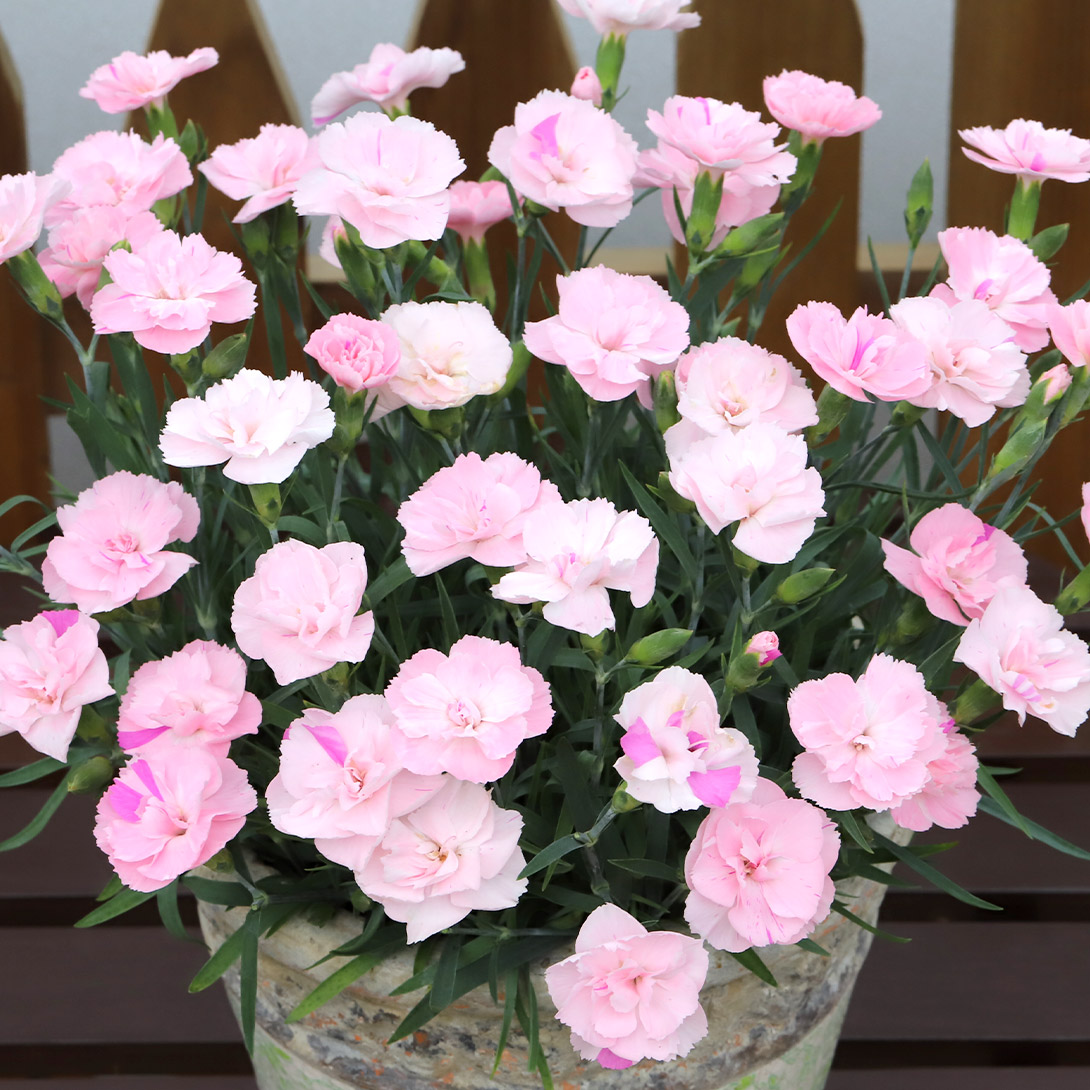 花苗 カーネーション 天の羽衣 2株