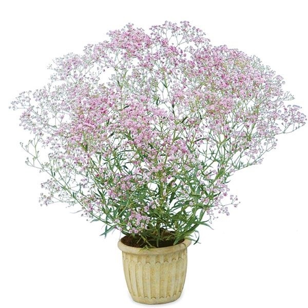 花苗 宿根カスミソウ フェスティバル ピンク 2株