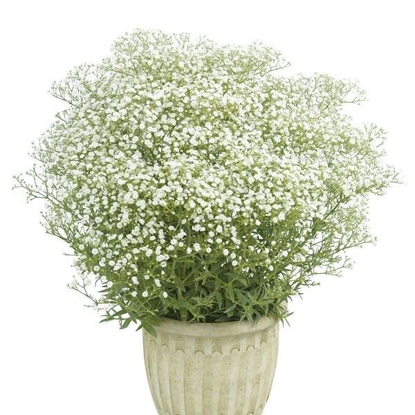 花苗 宿根カスミソウ フェスティバル ホワイト 2株