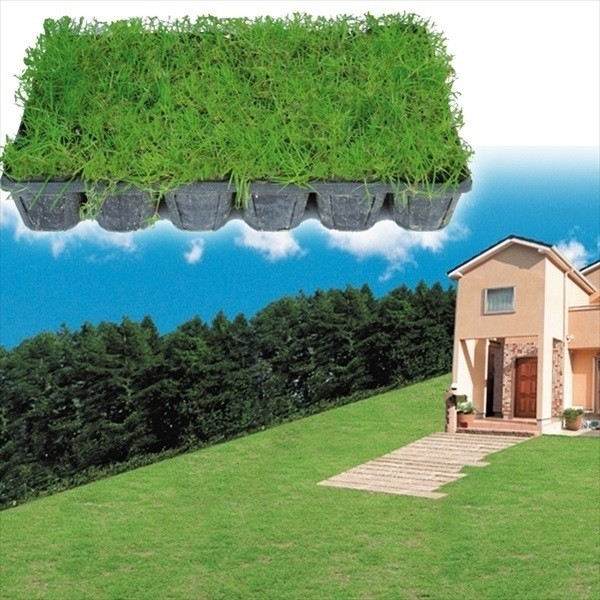 花苗 芝生 スパイダーグラス