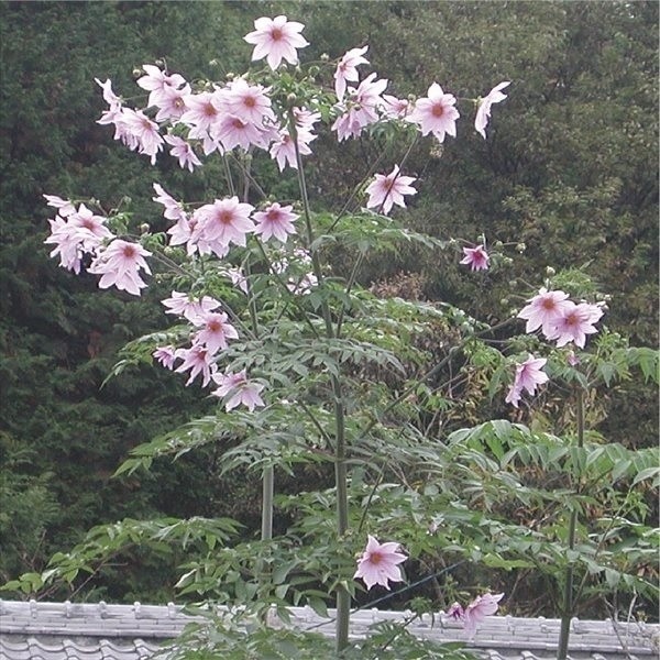 花苗 皇帝ダリア インペリアリス（一重咲き） 2株