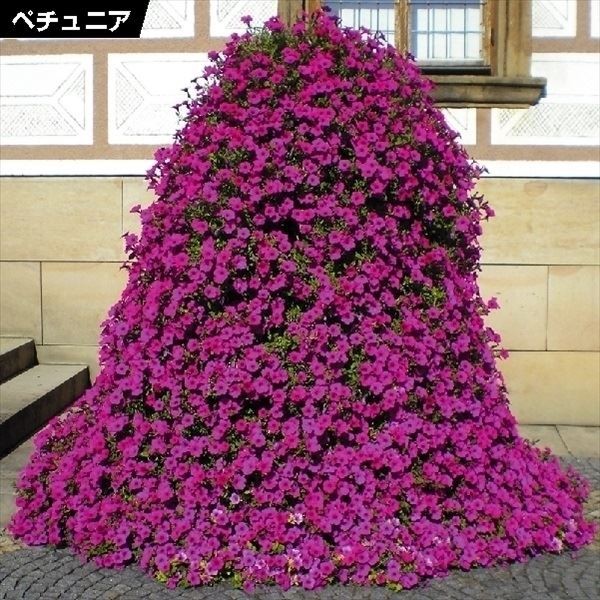 花苗 ペチュニア ベルベットパープル 3株