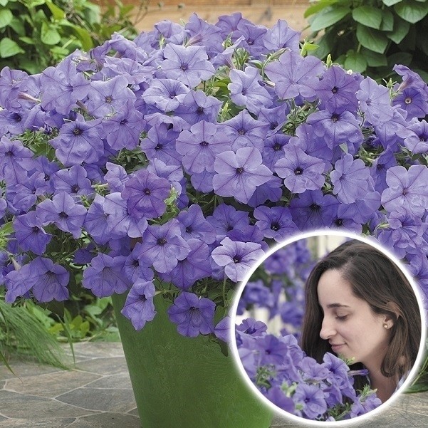 花苗 ペチュニア ブルームーン