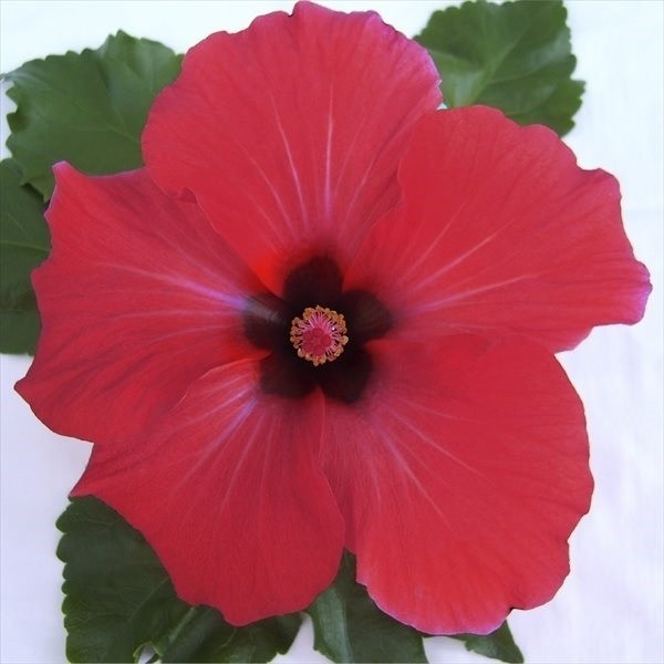 花苗 ハイビスカス アリオン 2株