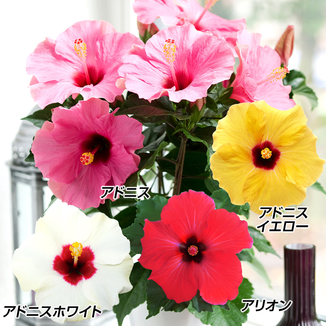 花苗 ハイビスカス ロングライフシリーズセット 4種4株