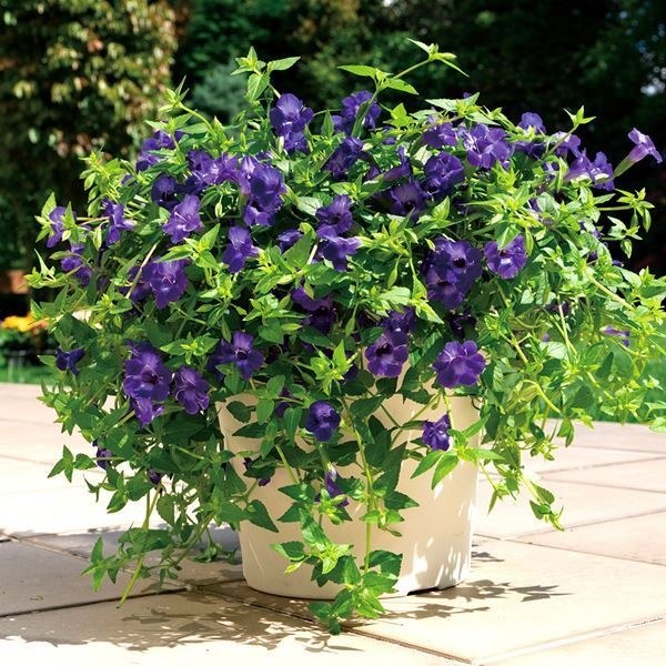 花苗 スーパートレニア カタリーナ アメジスト 2株