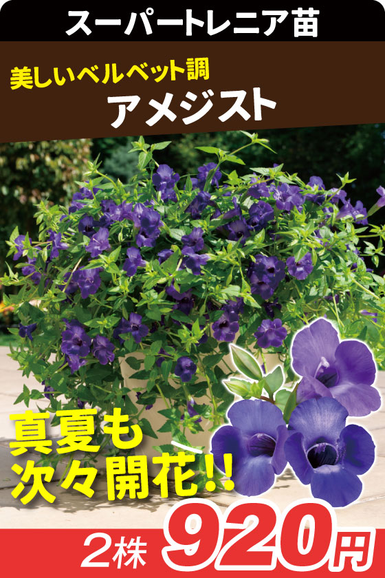 花苗 スーパートレニア アメジスト