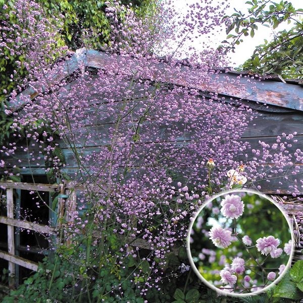 花苗 タリクトラム ヒューイットダブル