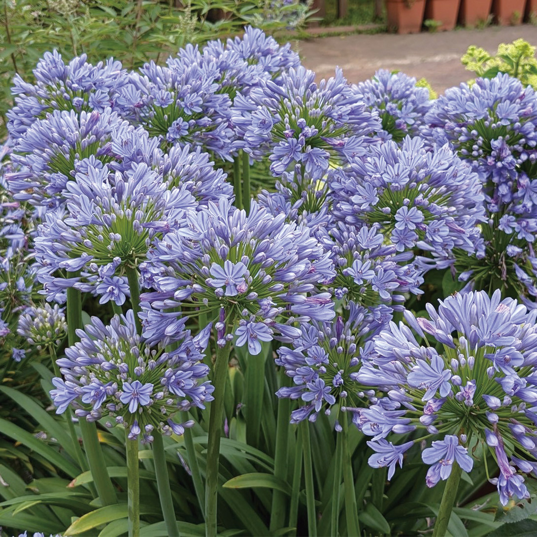 花苗 アガパンサス アトミックブルーム