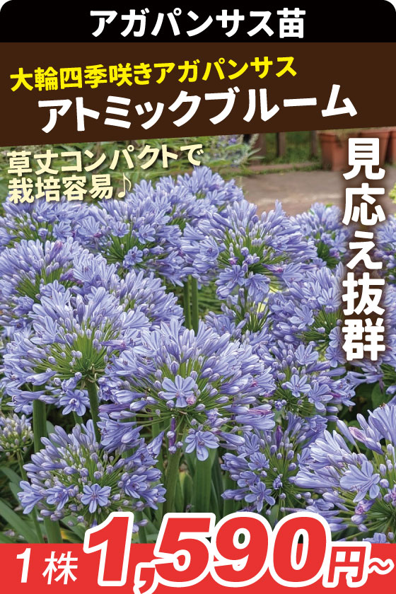 花苗 アガパンサス アトミックブルーム