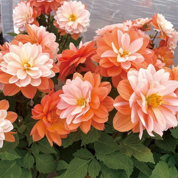 花苗 ダリア ラベラ グランデ キャラメル 2株