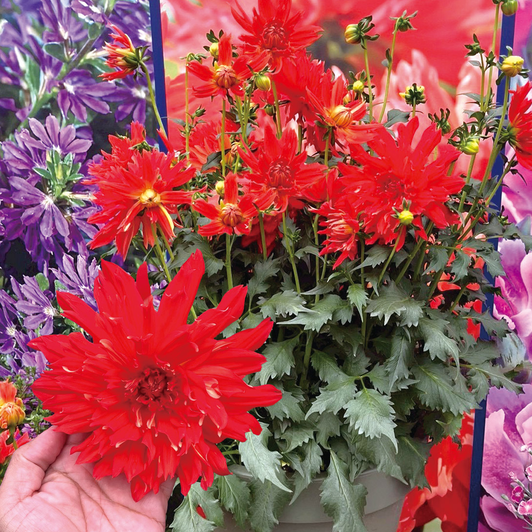花苗 ダリア ラベラ マジョーレ ファン エルモラッフルズ 2株