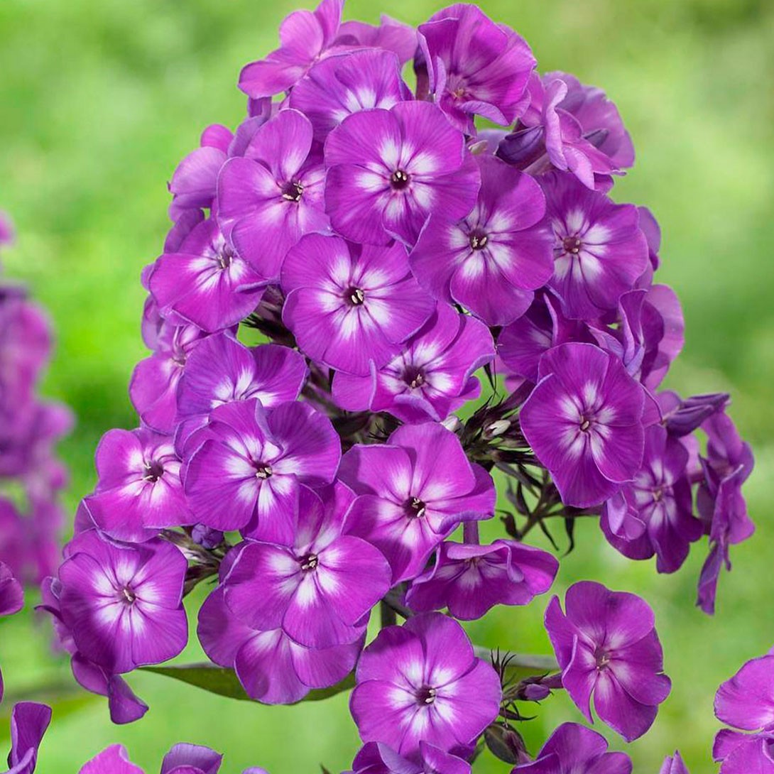 花苗 フロックス パープルキッス 2株