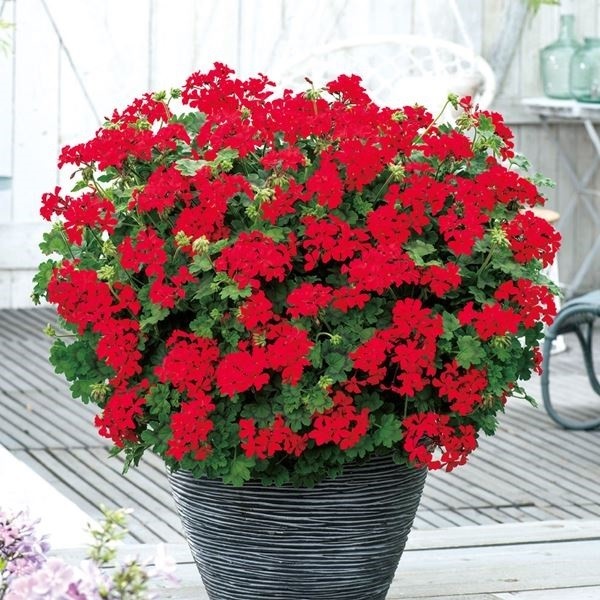 花苗 ゼラニウム レッドエクスプロージョン 品種登録出願中 2株