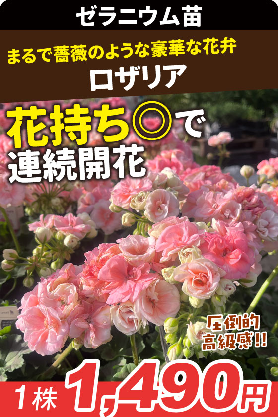 花苗 ゼラニウム ロザリア