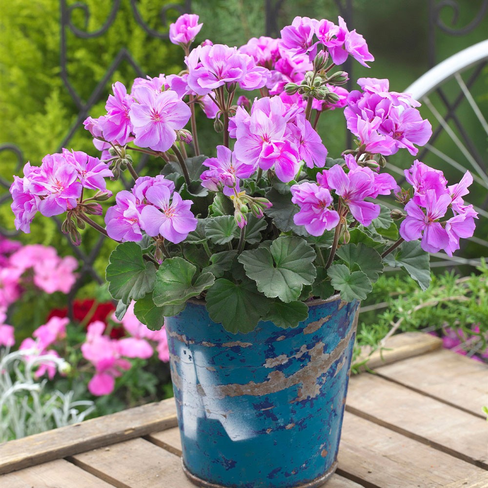 花苗 ゼラニウム ムーンライトヴィオリーノ 2株