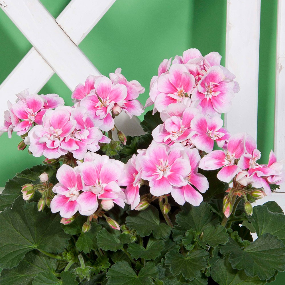 花苗 ゼラニウム ムーンライトキャシー 2株