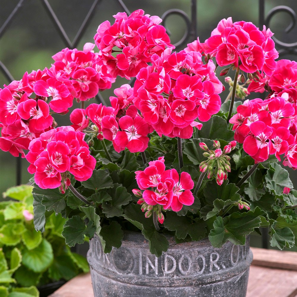 花苗 ゼラニウム ムーンライトヴィネータ 2株