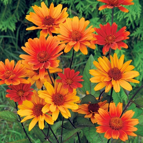 花苗 ヘリオプシス ブリーディングハート 3株