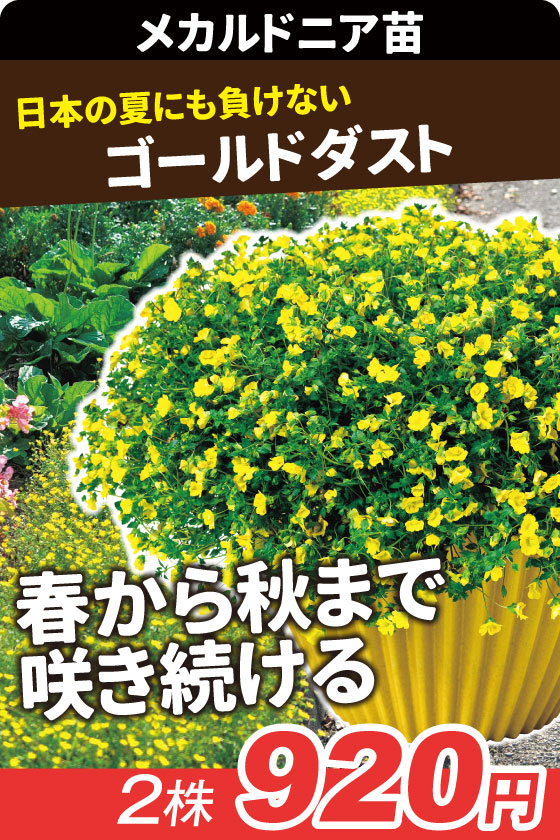 花苗 メカルドニア ゴールドダスト