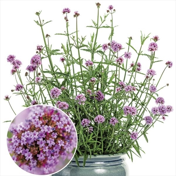 花苗 バーベナ メテオールシャワーPVP 2株