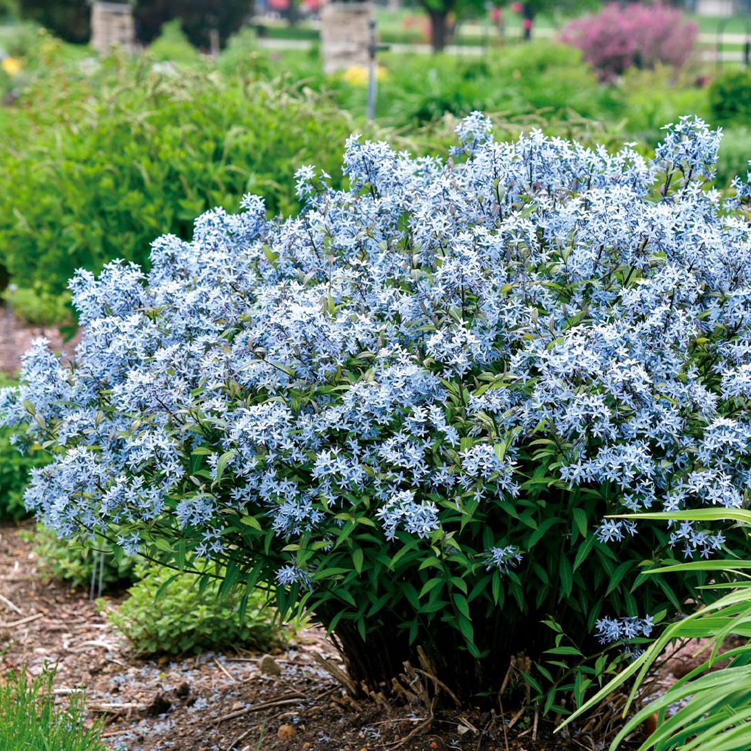 花苗 アムソニア ストームクラウド 1株